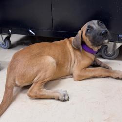 Shelter Stray Female Dog last seen , 5570 Sturmer Park Cir, Winston-Salem, NC 27105, USA