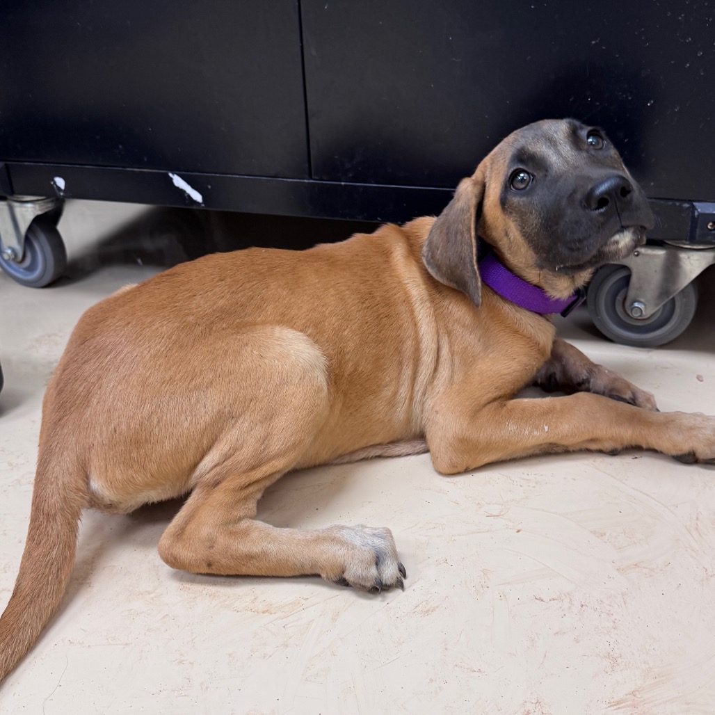 Shelter Stray Female Dog last seen , 5570 Sturmer Park Cir, Winston-Salem, NC 27105, USA