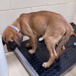 Shelter Stray Female Dog last seen , 5570 Sturmer Park Cir, Winston-Salem, NC 27105, USA