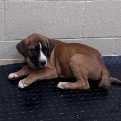 Shelter Stray Male Dog last seen , 5570 Sturmer Park Cir, Winston-Salem, NC 27105, USA