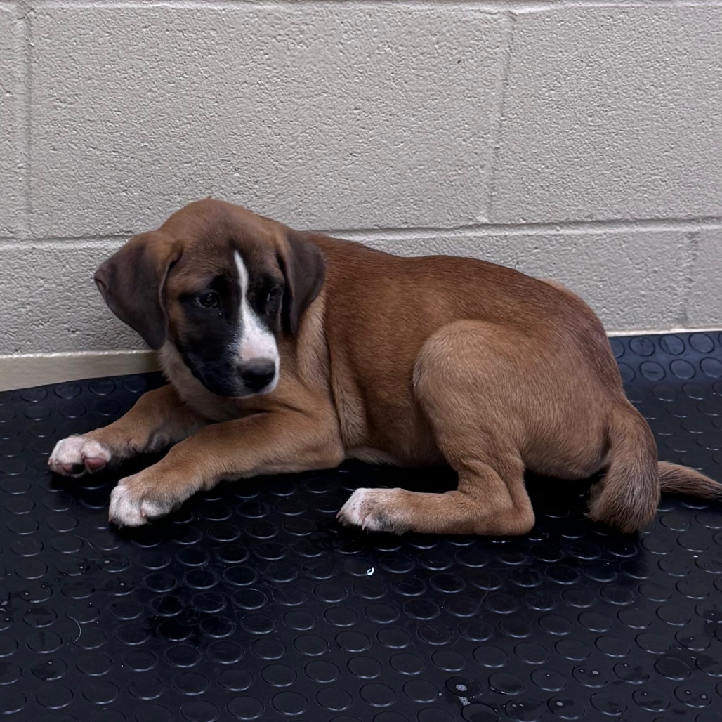 Shelter Stray Male Dog last seen , 5570 Sturmer Park Cir, Winston-Salem, NC 27105, USA