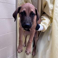 Shelter Stray Male Dog last seen , 5570 Sturmer Park Cir, Winston-Salem, NC 27105, USA