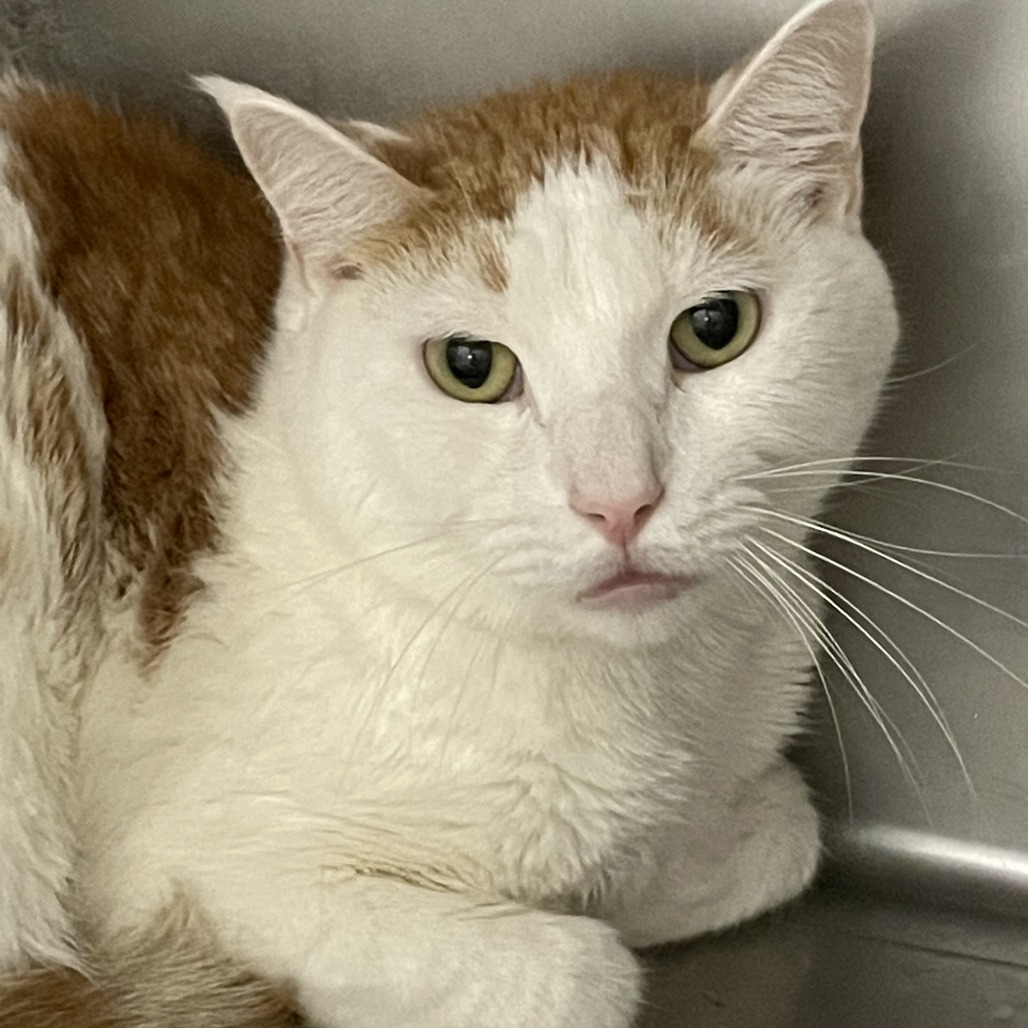 Shelter Stray Male Cat last seen , Animal Care & Control Team of Philly, 111 W Hunting Park Ave, Philadelphia, PA 19140, USA