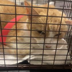 Shelter Stray Female Cat last seen , 157 W Grand Ave, Chicago, IL 60654, USA