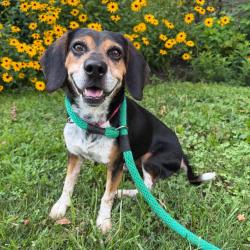 Shelter Stray Male Dog last seen , Animal Care & Control Team of Philly, 111 W Hunting Park Ave, Philadelphia, PA 19140, USA