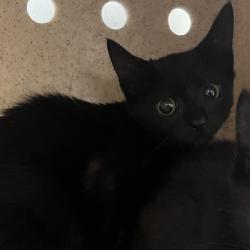 Shelter Stray Male Cat last seen , Animal Care & Control Team of Philly, 111 W Hunting Park Ave, Philadelphia, PA 19140, USA
