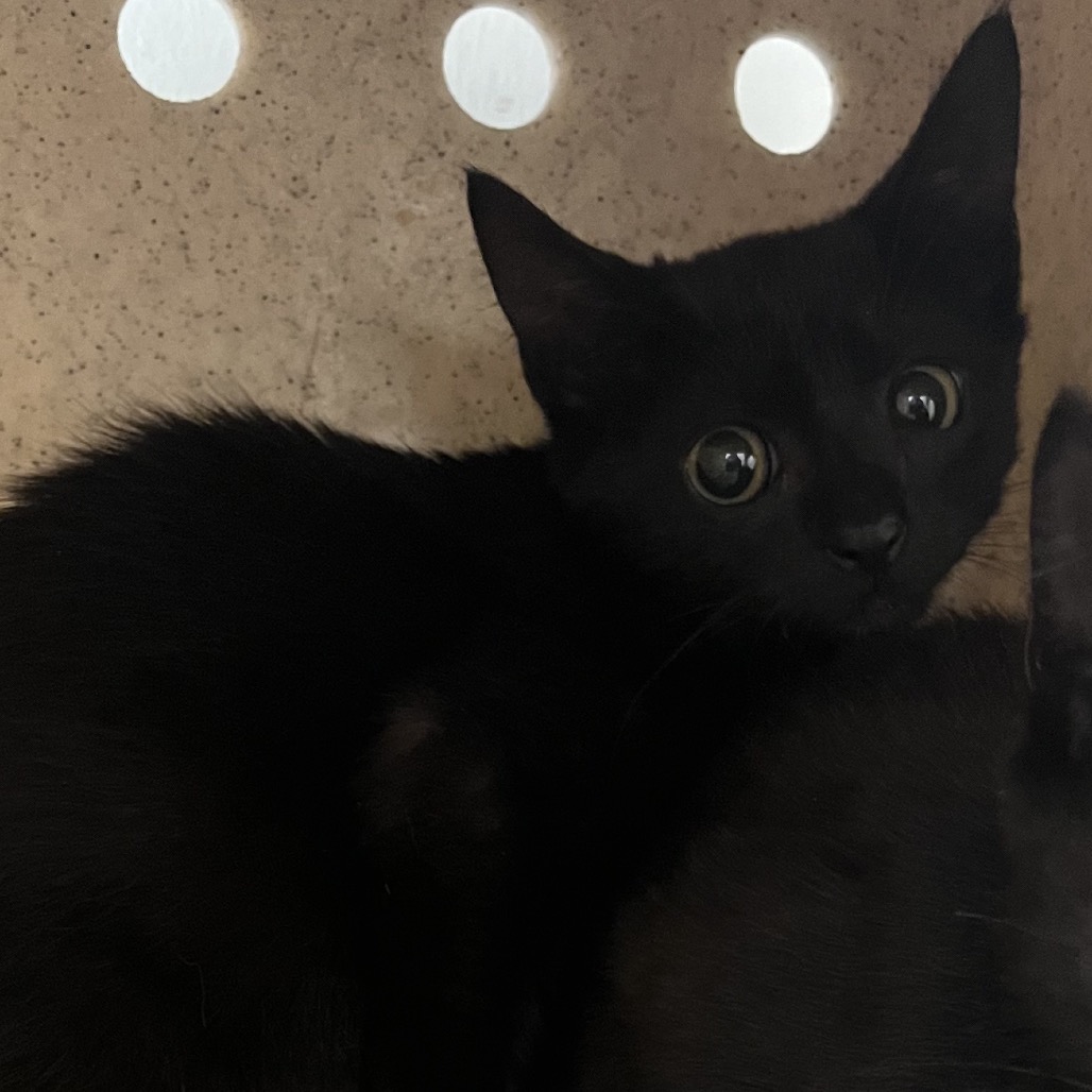 Shelter Stray Male Cat last seen , Animal Care & Control Team of Philly, 111 W Hunting Park Ave, Philadelphia, PA 19140, USA
