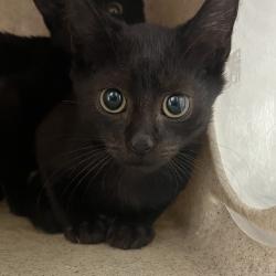 Shelter Stray Male Cat last seen , Animal Care & Control Team of Philly, 111 W Hunting Park Ave, Philadelphia, PA 19140, USA