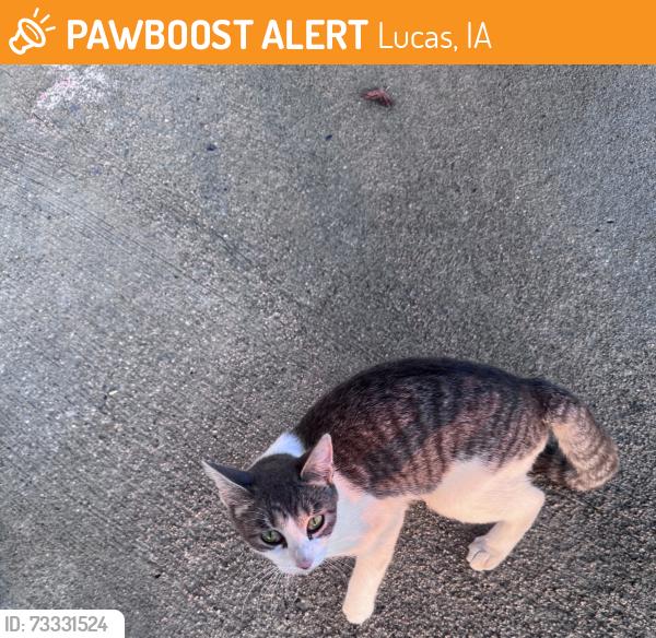 Found/Stray Unknown Cat last seen Lucas, IA, Lucas, IA 50151