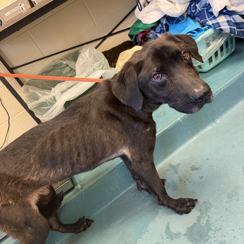 Shelter Stray Male Dog last seen , 2350 Appling City Cove, Memphis, TN 38133, USA