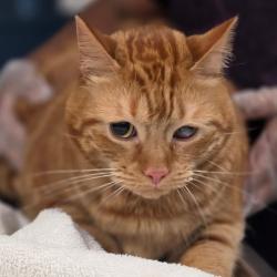 Shelter Stray Male Cat last seen , 1244 N Delsea Dr, Vineland, NJ 08360, USA