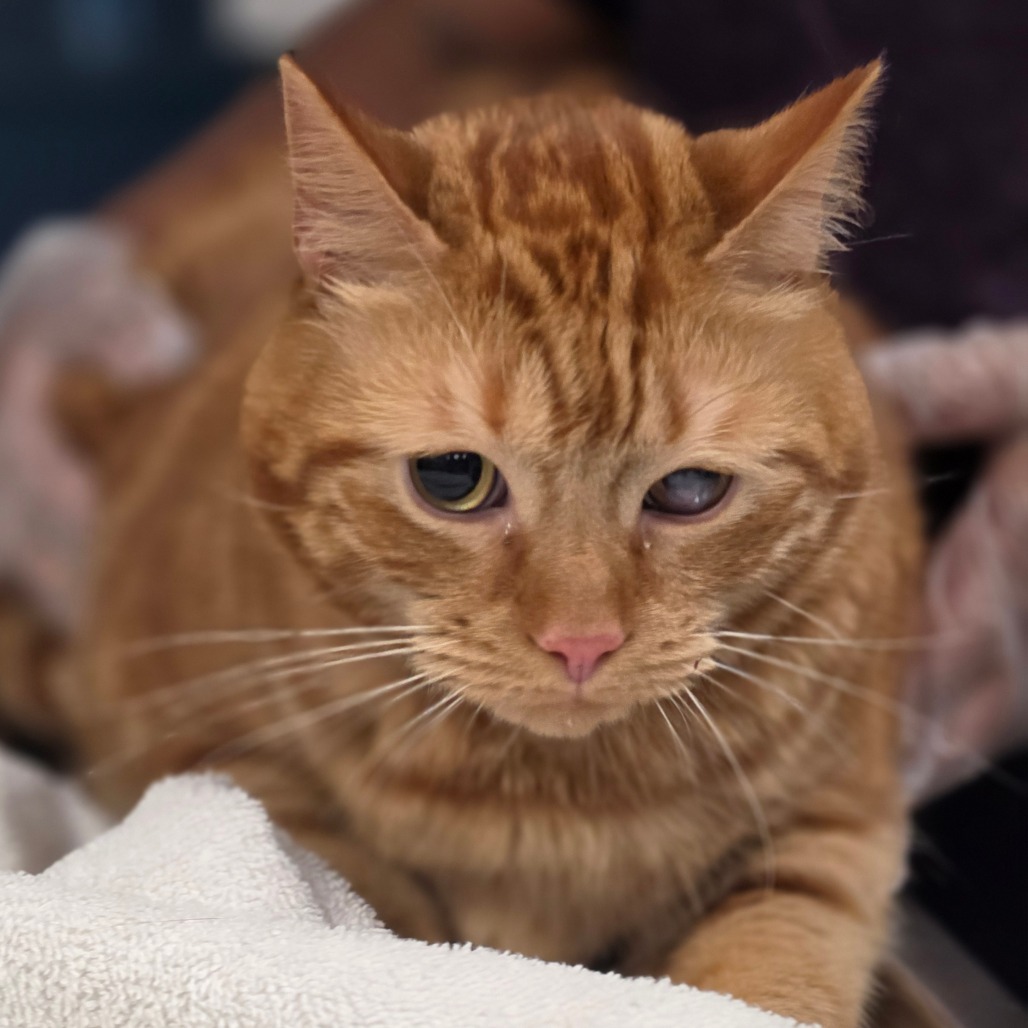 Shelter Stray Male Cat last seen , 1244 N Delsea Dr, Vineland, NJ 08360, USA