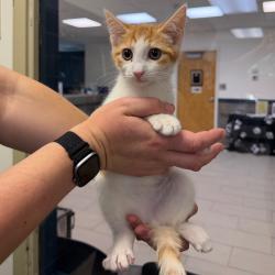 Shelter Stray Male Cat last seen , 1244 N Delsea Dr, Vineland, NJ 08360, USA