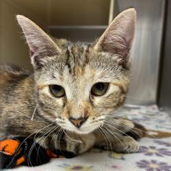 Shelter Stray Female Cat last seen , 1244 N Delsea Dr, Vineland, NJ 08360, USA
