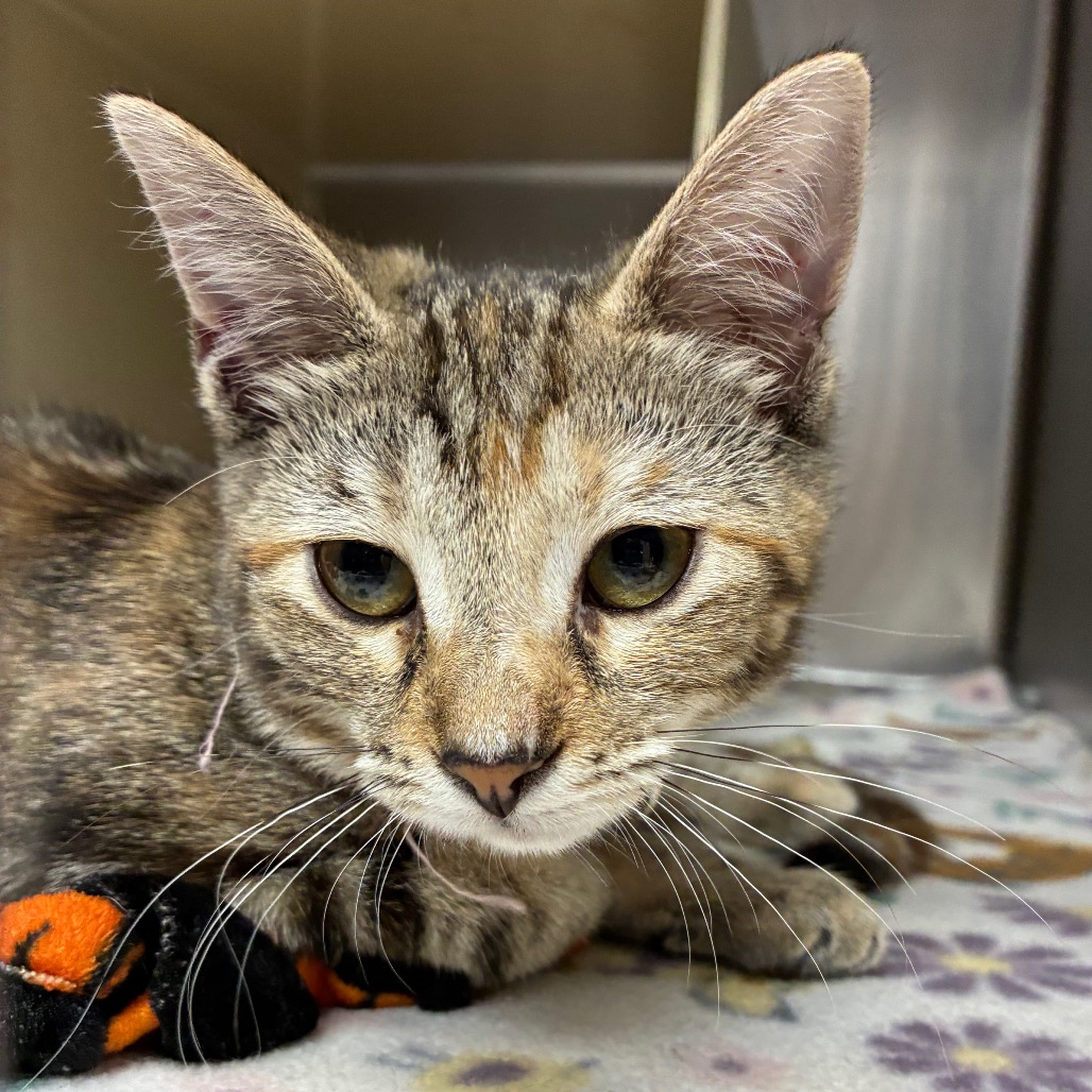 Shelter Stray Female Cat last seen , 1244 N Delsea Dr, Vineland, NJ 08360, USA