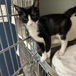 Shelter Stray Male Cat last seen , 1244 N Delsea Dr, Vineland, NJ 08360, USA