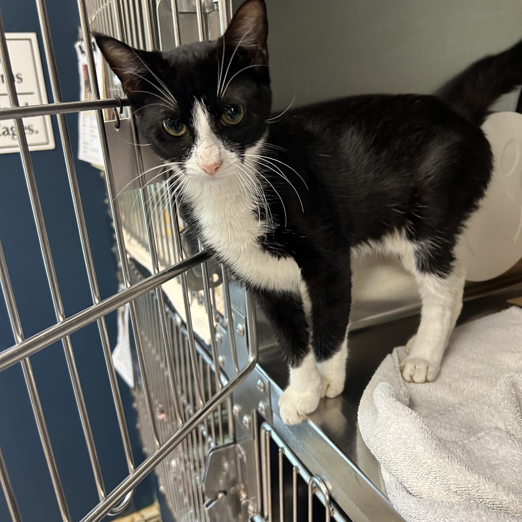 Shelter Stray Male Cat last seen , 1244 N Delsea Dr, Vineland, NJ 08360, USA