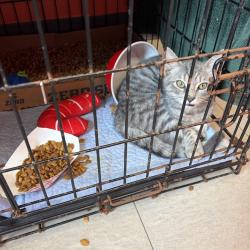 Shelter Stray Male Cat last seen , 1244 N Delsea Dr, Vineland, NJ 08360, USA