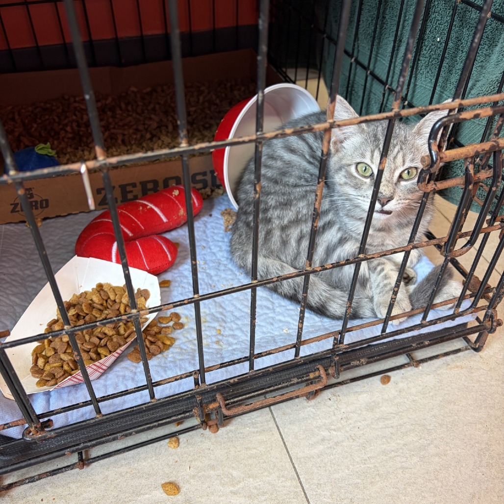 Shelter Stray Male Cat last seen , 1244 N Delsea Dr, Vineland, NJ 08360, USA