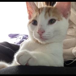 Shelter Stray Male Cat last seen , 1244 N Delsea Dr, Vineland, NJ 08360, USA