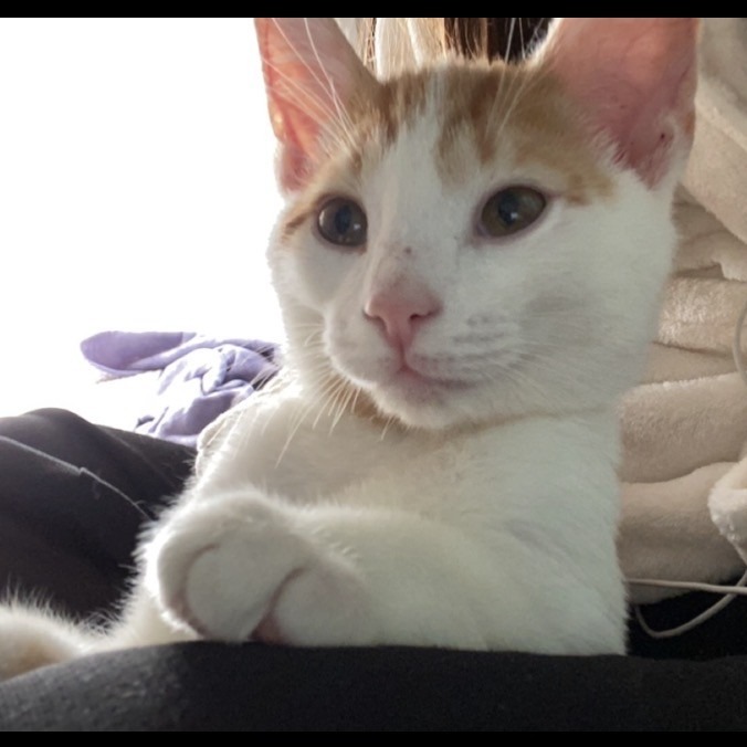 Shelter Stray Male Cat last seen , 1244 N Delsea Dr, Vineland, NJ 08360, USA
