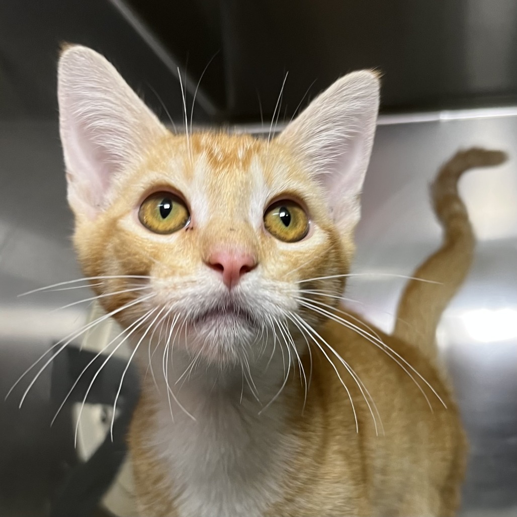 Shelter Stray Male Cat last seen , 4575 E Mesquite Ave, Palm Springs, CA 92264, USA