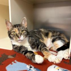Shelter Stray Female Cat last seen , 1244 N Delsea Dr, Vineland, NJ 08360, USA