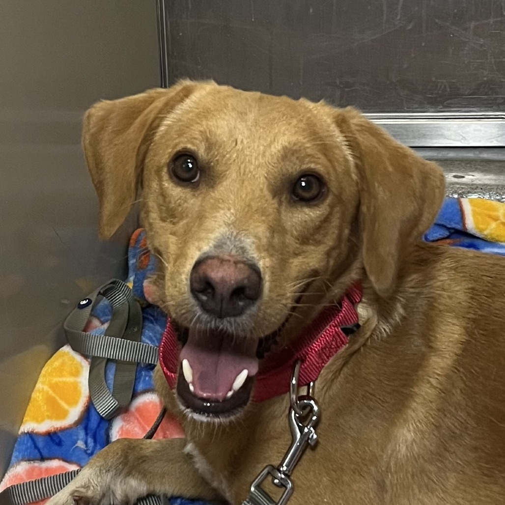 Shelter Stray Male Dog last seen , 4575 E Mesquite Ave, Palm Springs, CA 92264, USA