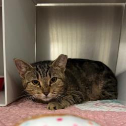 Shelter Stray Female Cat last seen , 1244 N Delsea Dr, Vineland, NJ 08360, USA