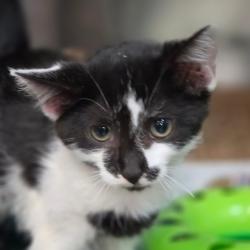 Shelter Stray Female Cat last seen , 1244 N Delsea Dr, Vineland, NJ 08360, USA