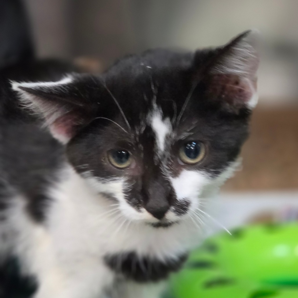 Shelter Stray Female Cat last seen , 1244 N Delsea Dr, Vineland, NJ 08360, USA