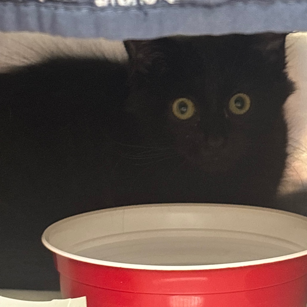 Shelter Stray Male Cat last seen , 1244 N Delsea Dr, Vineland, NJ 08360, USA