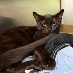 Shelter Stray Male Cat last seen , 1244 N Delsea Dr, Vineland, NJ 08360, USA