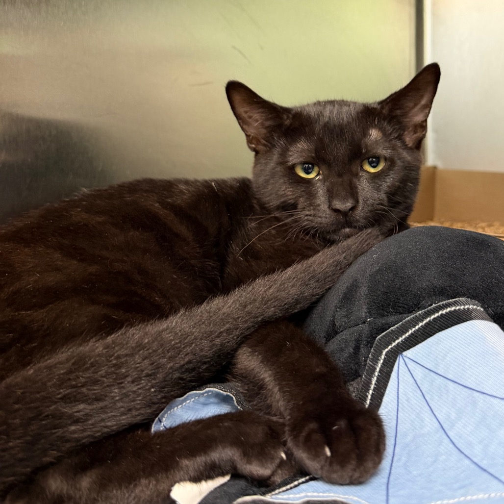 Shelter Stray Male Cat last seen , 1244 N Delsea Dr, Vineland, NJ 08360, USA