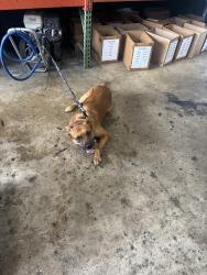 Found/Stray Male Dog last seen OTD warehouse, Oakland Park, FL 33334