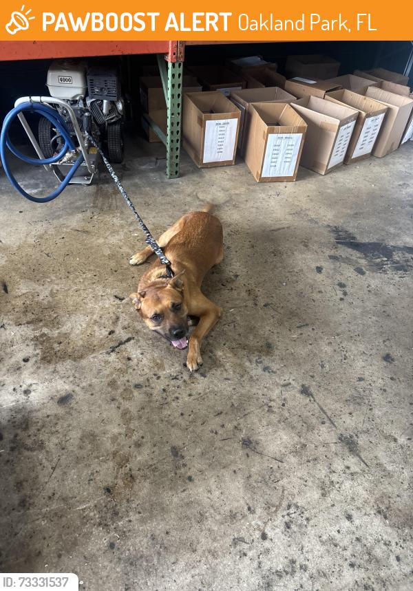 Found/Stray Male Dog last seen OTD warehouse, Oakland Park, FL 33334