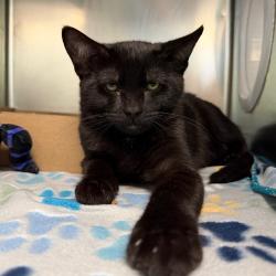 Shelter Stray Male Cat last seen , 1244 N Delsea Dr, Vineland, NJ 08360, USA
