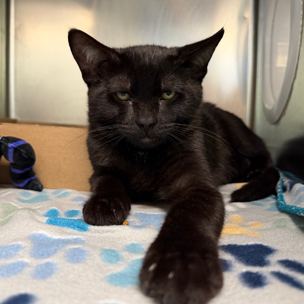 Shelter Stray Male Cat last seen , 1244 N Delsea Dr, Vineland, NJ 08360, USA