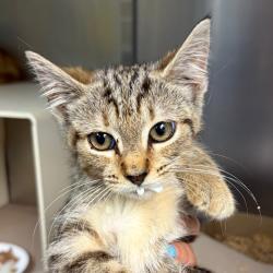 Shelter Stray Female Cat last seen , 1244 N Delsea Dr, Vineland, NJ 08360, USA
