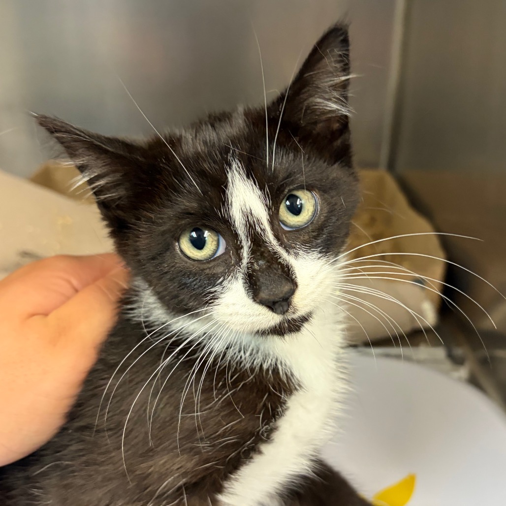 Shelter Stray Male Cat last seen , 1244 N Delsea Dr, Vineland, NJ 08360, USA