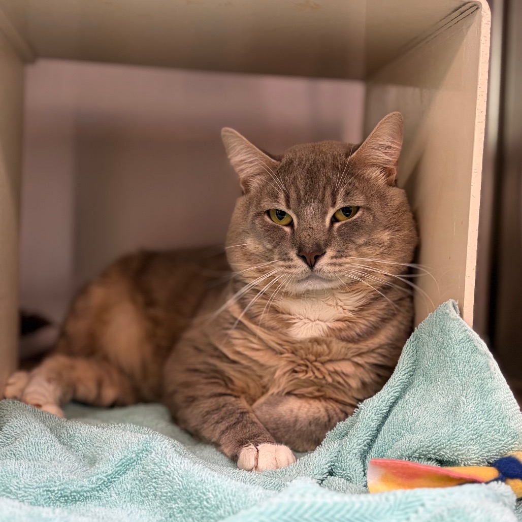 Shelter Stray Male Cat last seen , 1244 N Delsea Dr, Vineland, NJ 08360, USA