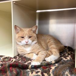 Shelter Stray Male Cat last seen , 1244 N Delsea Dr, Vineland, NJ 08360, USA