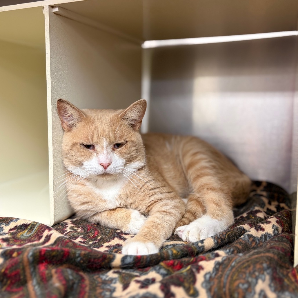 Shelter Stray Male Cat last seen , 1244 N Delsea Dr, Vineland, NJ 08360, USA