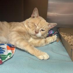 Shelter Stray Unknown Cat last seen , 1244 N Delsea Dr, Vineland, NJ 08360, USA