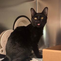 Shelter Stray Male Cat last seen , 1244 N Delsea Dr, Vineland, NJ 08360, USA