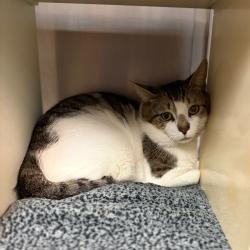 Shelter Stray Male Cat last seen , 1244 N Delsea Dr, Vineland, NJ 08360, USA