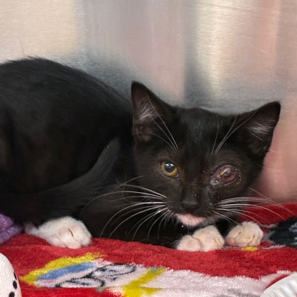 Shelter Stray Female Cat last seen , 1244 N Delsea Dr, Vineland, NJ 08360, USA