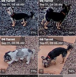 Reunited Female Dog last seen Wyoming and Beverly Hills, Albuquerque, NM 87113