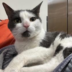 Shelter Stray Female Cat last seen , 1244 N Delsea Dr, Vineland, NJ 08360, USA