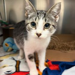 Shelter Stray Male Cat last seen , 1244 N Delsea Dr, Vineland, NJ 08360, USA